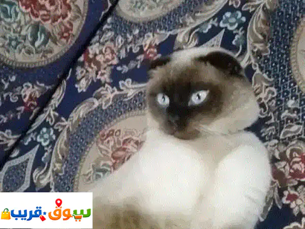 القويسمة