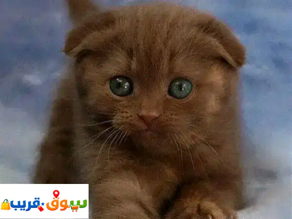 Rare Beauty  Chocolate Scottish Fold Kitten