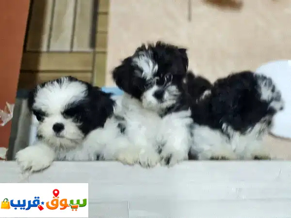 3 month old Shihtzu Puppies