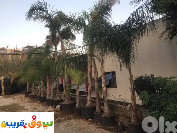 أشجار نخل الكوكوس الاستوائية لحديقتك - أحجام...