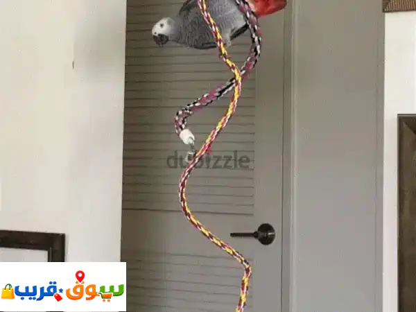 African Gray Parrot