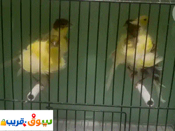 فرصة ذهبية: جوز حمام ليبو بلاك فاخر (أنثى مطربشة بلاك اسباني & ذكر بلاك ايطالي) - منتج حالياً على 5 بيضات! بشامون