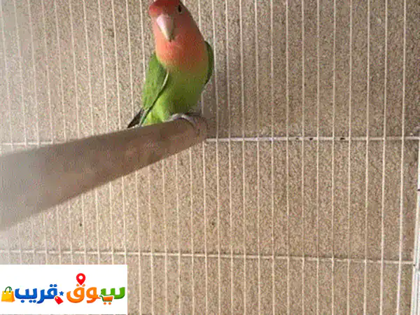 للبيع انثى روز اوبلاين منتجه