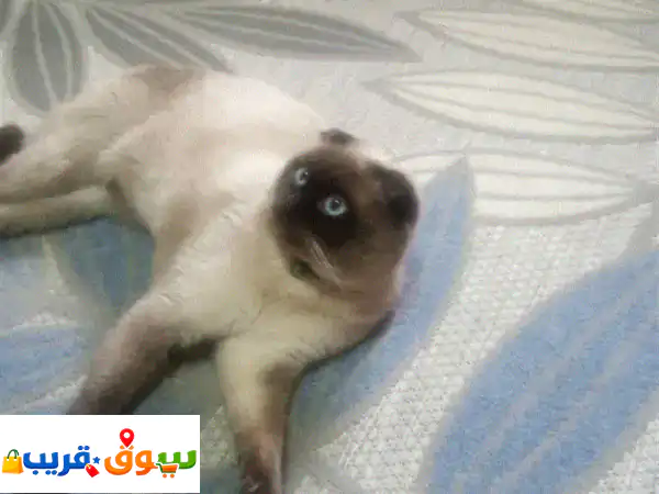 القويسمة