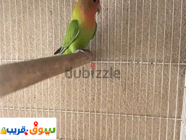 للبيع انثى روز اوبلاين منتجه