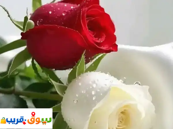 أم شادو للبخور والم خمريات. بأنواعها وبمكونات أمنة...
