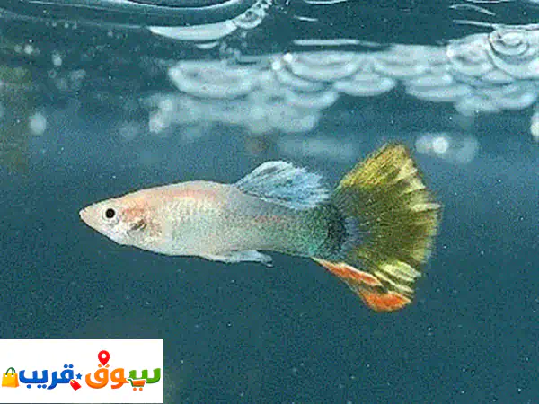 سمك جوبي ملون وصحي للبيع | أضف الحياة والألوان...