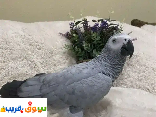 African Gray Parrot