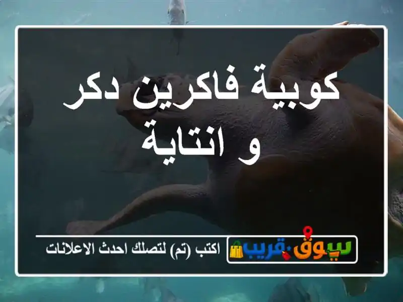 كوبية فاكرين دكر و انتاية