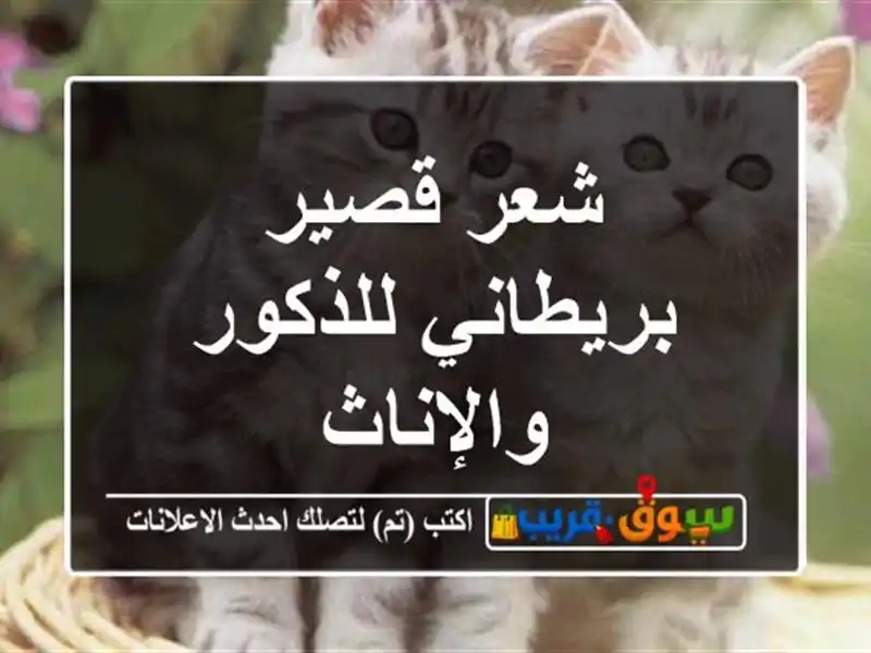 شعر قصير بريطاني للذكور والإناث