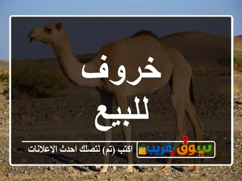 خروف للبيع