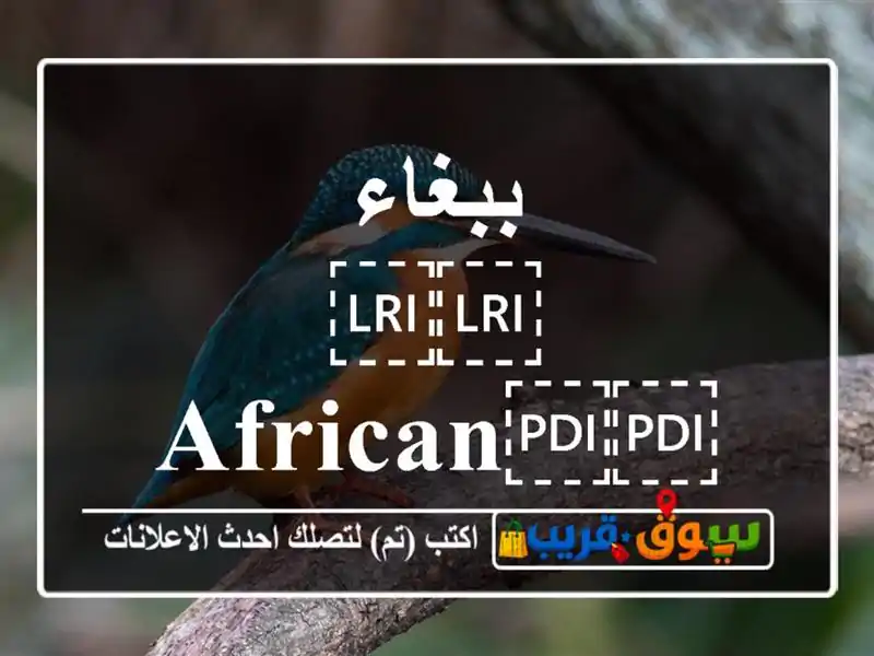 ببغاء ⁦⁦African⁩⁩ ⁦⁦Grey⁩⁩ ⁦⁦Parrot⁩⁩
