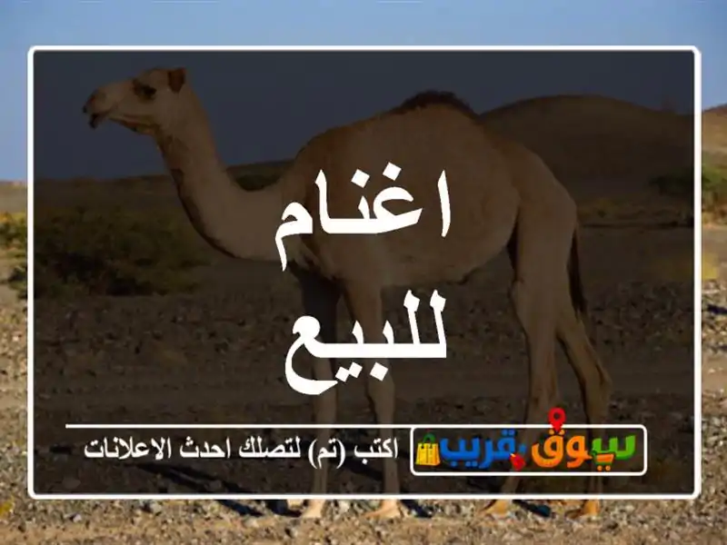 اغنام للبيع