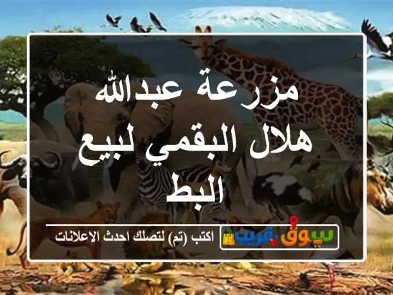 مزرعة عبدالله هلال البقمي لبيع البط