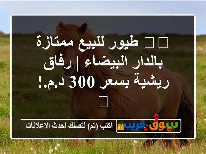 🕊️ طيور للبيع ممتازة بالدار البيضاء | رفاق ريشية...