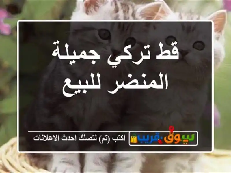 قط تركي جميلة المنضر للبيع