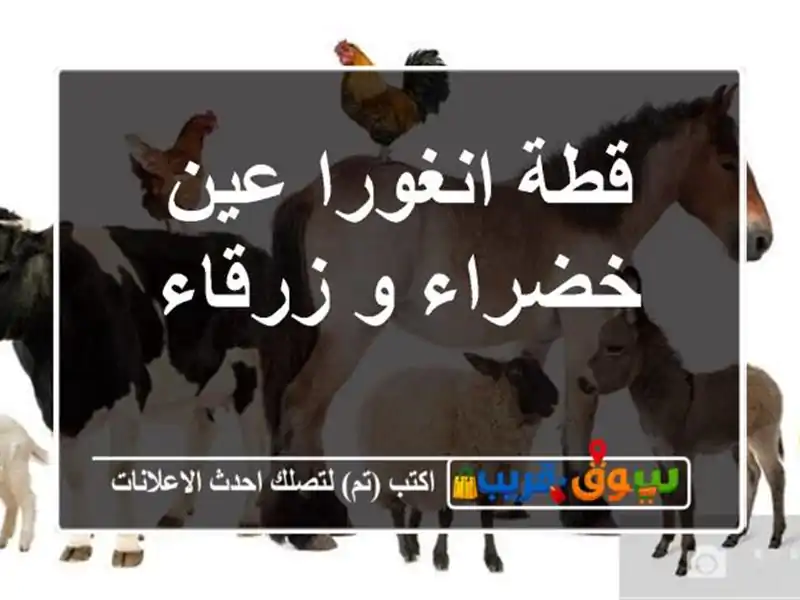 قطة انغورا عين خضراء و زرقاء