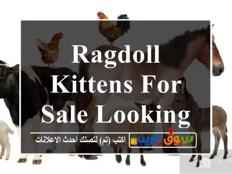 Ragdoll kittens for sale looking a new home