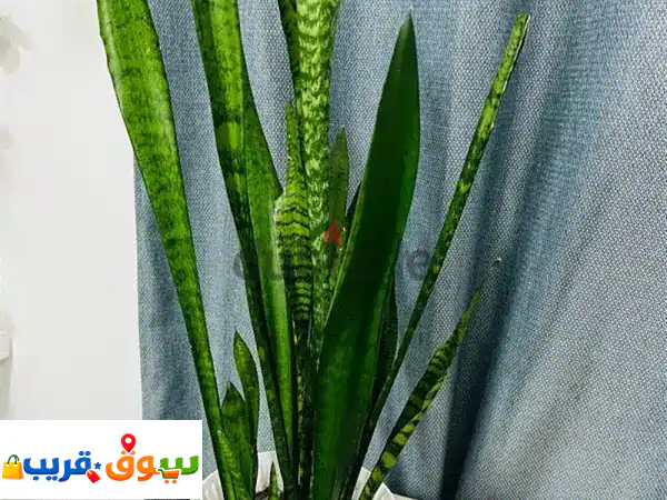 snake plant