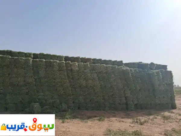 يوجد برسيم مخلوط شد تمام مقاس 85 وزن 30 كيلو للحبة...