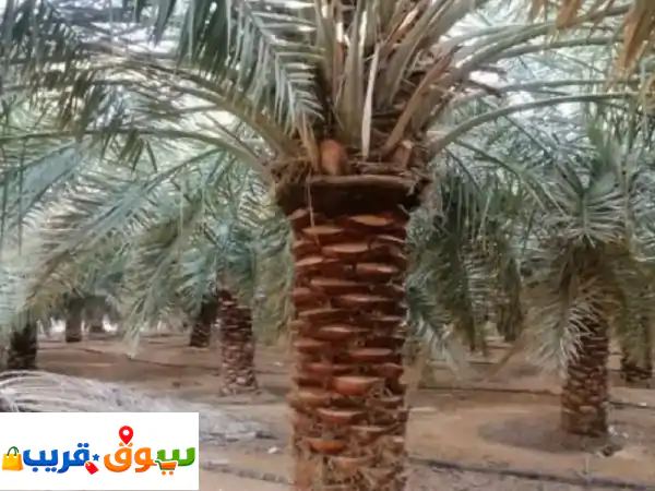 نقوم بجميع أعمال النخيل من تكريب وإقلاع تحويض شذاب تشويك وتلقيح وتعديل الخ