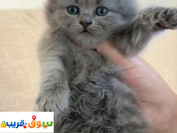 بريتش لونغ هير العمر شهر ونصف أنثى كثير لعوبه وحبوبه