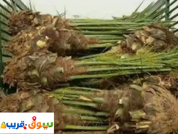 نقوم بجميع أعمال النخيل من تكريب وإقلاع تحويض...