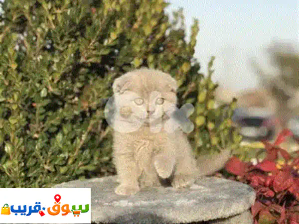 Unique Black British short hair kitten AVAILABLE