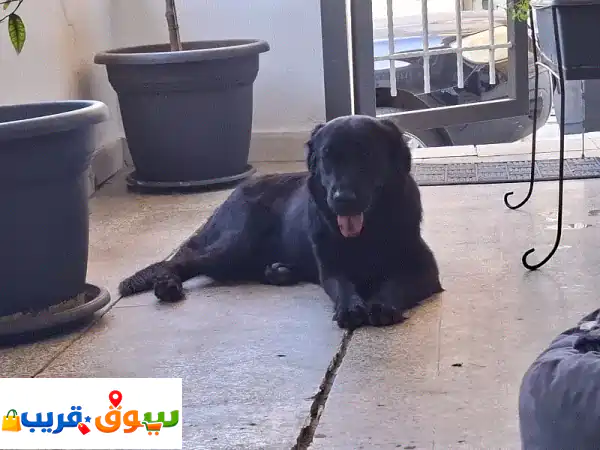 رفيقتك المثالية تنتظرك! كلبة مزيج جولدن...