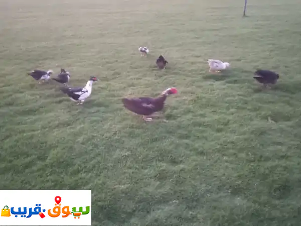 النوع بط مصري أخذ كل الطعوم المكان العين اليحر