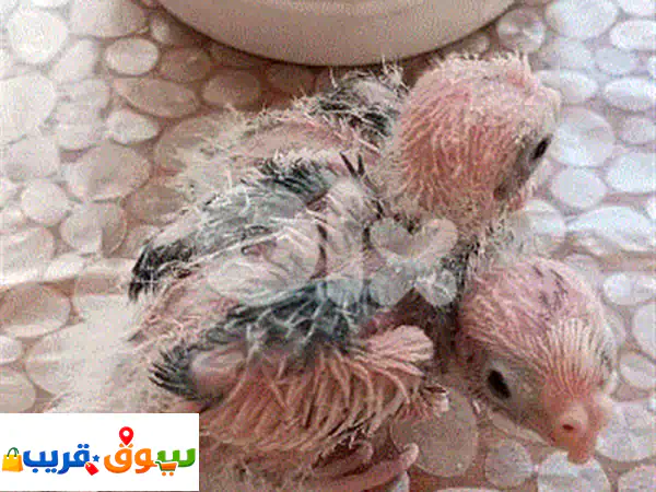 فرصتك لامتلاك: فرخين كروان وايت فايس تزقيم 🕊️...