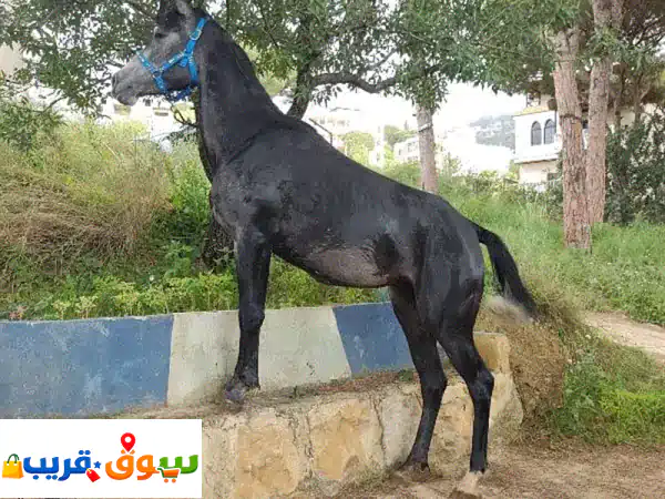 مهرة واهو