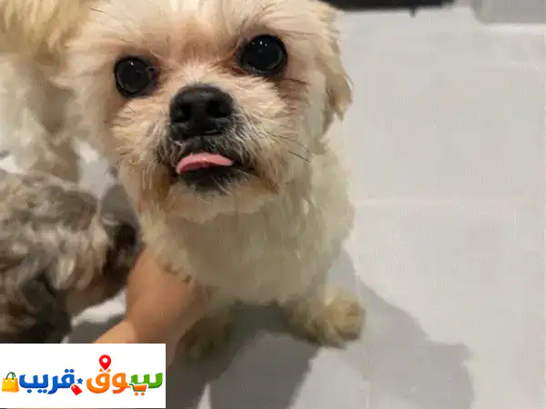 سنابس