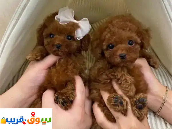Red Toy Poodle puppies u002 FHigh qualityu002 FImportedu002 Fdogu002 Fكلابu002 Fpure breed