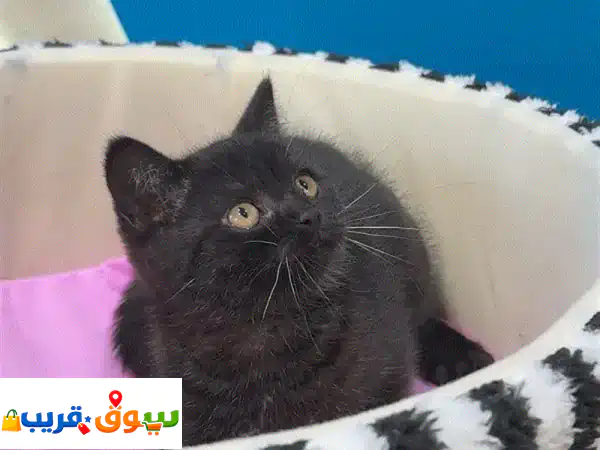 Unique Black British short hair kitten AVAILABLE
