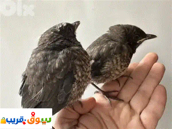 فرصتك لامتلاك: فرخين كروان وايت فايس تزقيم 🕊️ أليف ومميز!