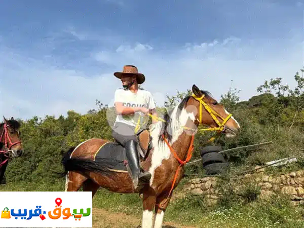 مهرة واهو