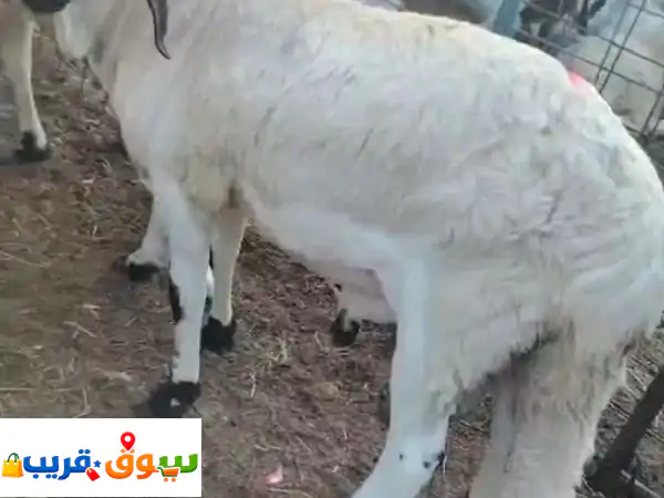 نعمل في توريد وتوصيل ذبح وتجهيز أغنام الى...