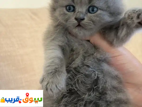 بريتش لونغ هير العمر شهر ونصف أنثى كثير لعوبه وحبوبه