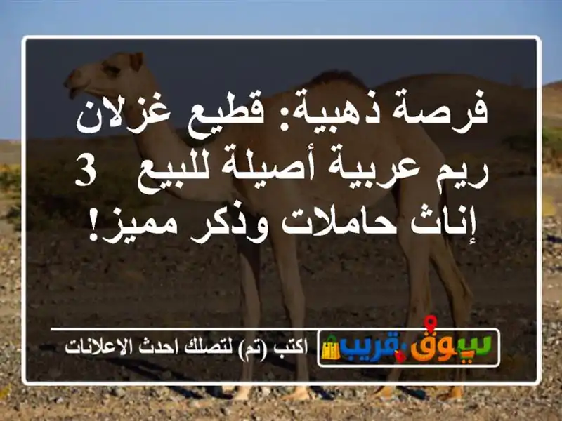فرصة ذهبية: قطيع غزلان ريم عربية أصيلة للبيع - 3...