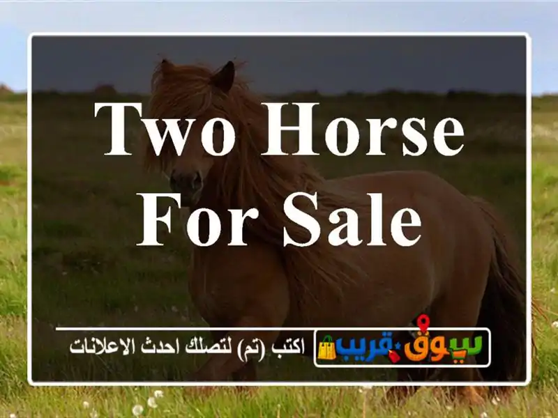Two Horse for sale