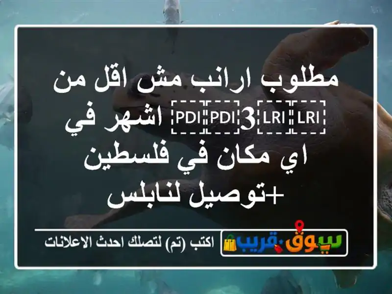 مطلوب ارانب مش اقل من ⁦⁦3⁩⁩ اشهر في اي مكان في...