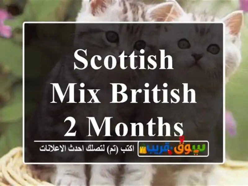Scottish mix British 2 months