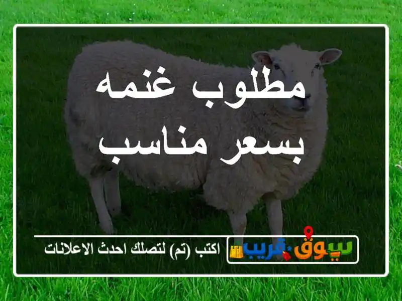 مطلوب غنمه بسعر مناسب