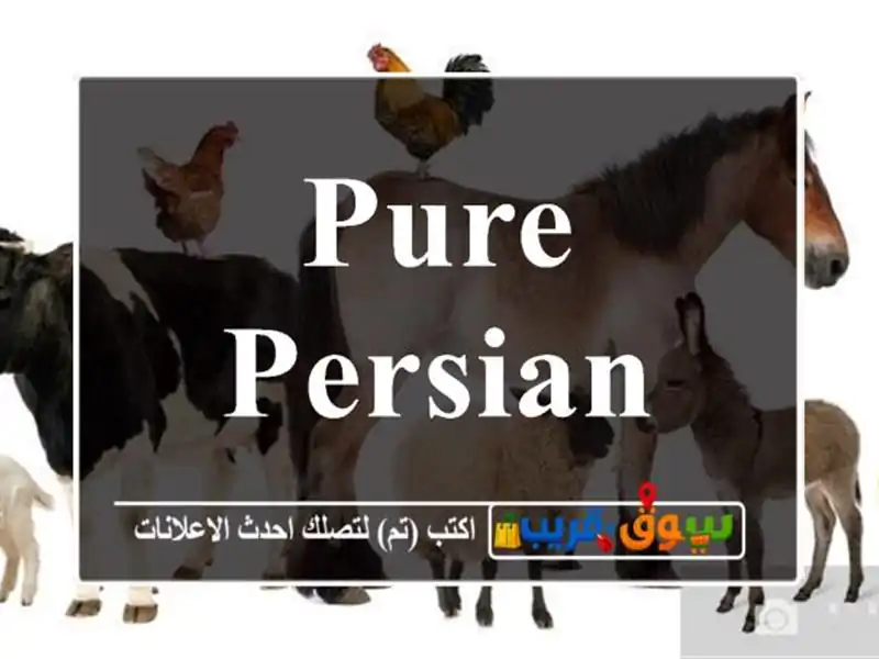 Pure Persian Kitten