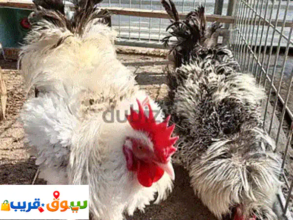 لا تفوت الفرصة! دجاجتان بياضتان للبيع: بيض طازج يوميًا، صحة ونظافة فائقة