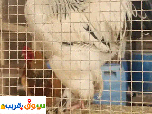 ديك براهما ١١ شهر