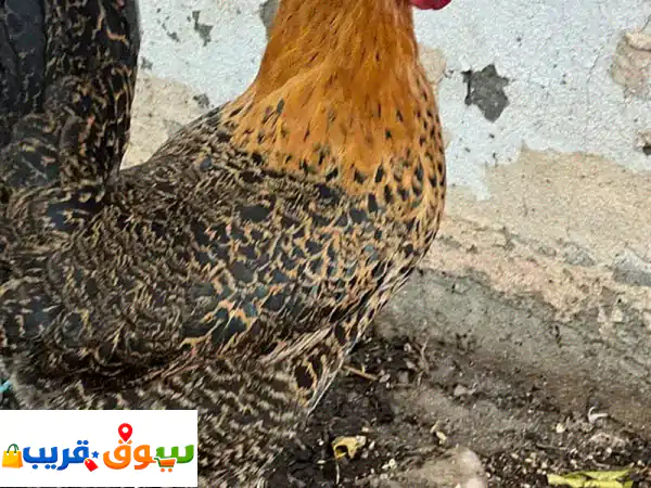 لا تفوت الفرصة! دجاجتان بياضتان للبيع: بيض...