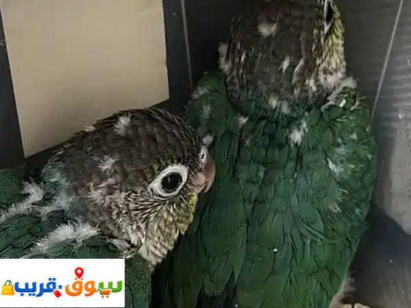 كنيرور غرين شيك صغير (عمر شهر) | ببغاء أليف حنون وودود للبيع