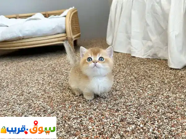Scottish fold kittens